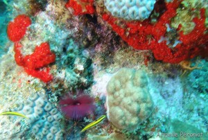 Malendure - îlet Pigeon